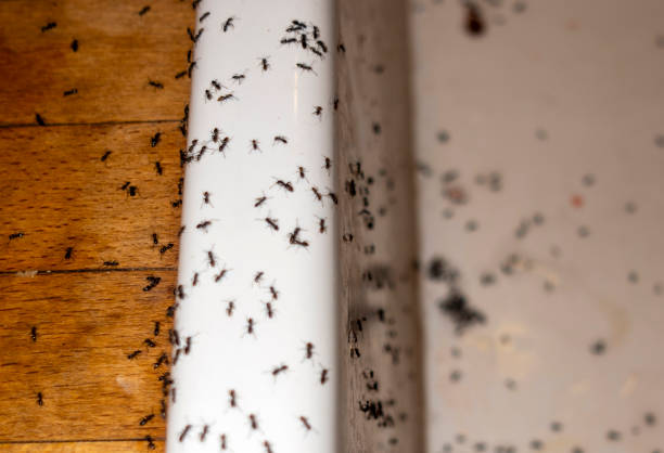 Best Insect Control  in Shaw, MS